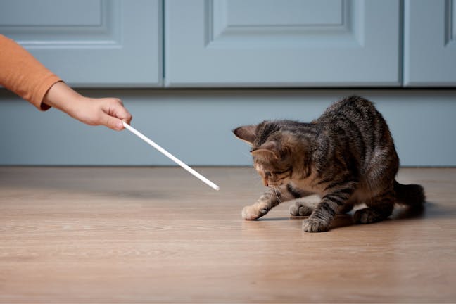 How to Train Your Cat to Target How to Train Your Cat to Target